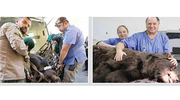 کشیدن دندان خرس قهوه ای + عکس