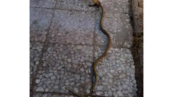 وحشت خانواده کرمانشاهی از مار سمی /عملیات ویژه آتش نشانان