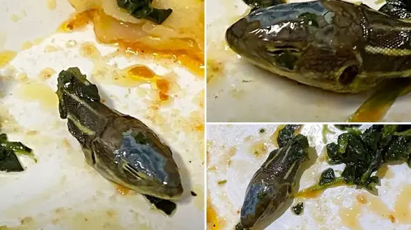 فیلم پیدا شدن سر مار در غذای هواپیما! / مسافر شکایت کرد