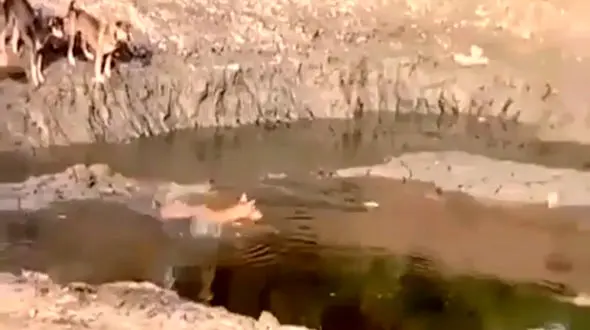 شنای حیوانات وحشی / فیلم