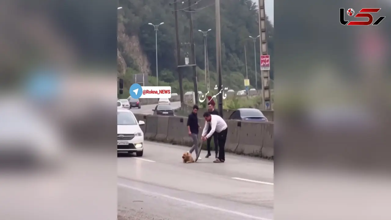 فیلم لحظه نجات یک سگ زخمی از مرگ در جاده های سوادکوه