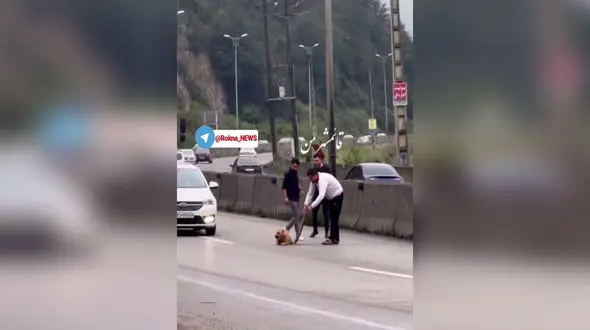 فیلم لحظه نجات یک سگ زخمی از مرگ در جاده های سوادکوه