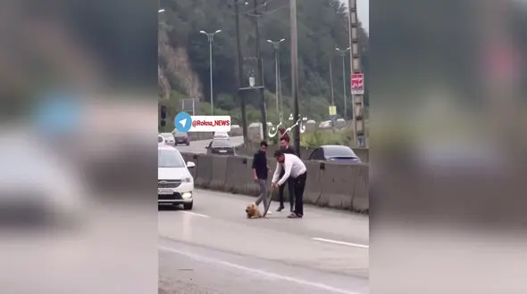 فیلم لحظه نجات یک سگ زخمی از مرگ در جاده های سوادکوه