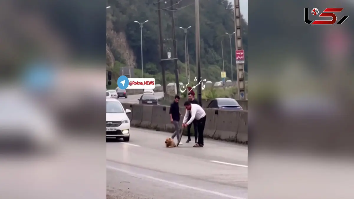 فیلم لحظه نجات یک سگ زخمی از مرگ در جاده های سوادکوه