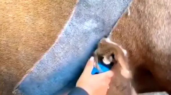 اصلاح موی اسب را ببینید | فیلم