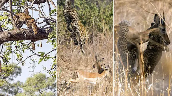 پرش 12 متری یک پلنگ از بالای درخت + تصاویر