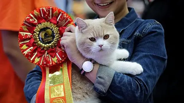 برگزارکنندگان «فشن شو گربه‌ها» چه چیزی را انکار می‌کنند؟