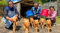 فیلم جذاب ترین غذای روستایی در آذربایجان/ بریانی مرغ زیر سطل های فلزی