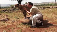 استفاده از یوزپلنگ برای جذب گردشگر در پارک ملی آفریقا + فیلم