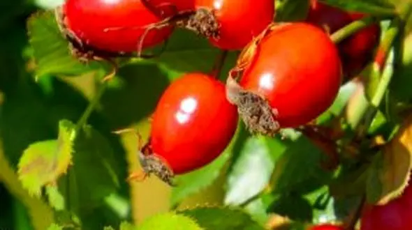 برداشت نسترن وحشی در خلخال