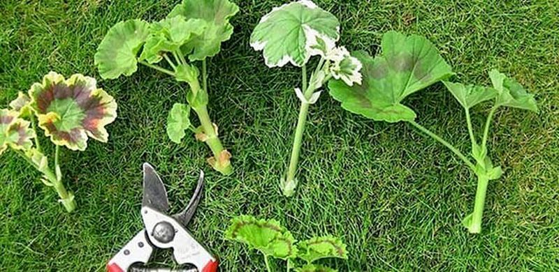 راهنمای کامل نگهداری و پرورش گیاه شمعدانی در تابستان