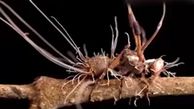 قارچی که حشرات را به زامبی تبدیل می‌کند + فیلم
