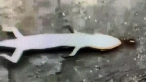 پهلوان ترین مورچه را ببینید + فیلم