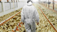 وزیر جهاد کشاورزی باید پاسخگوی احتکار مرغ باشد