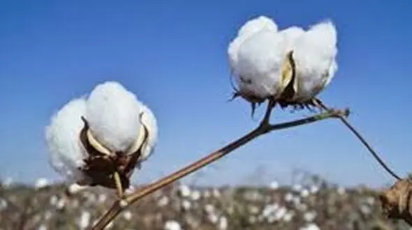 خبر خوش برای پنبه کاران مغان / سازمان تعاون روستایی محصولتان را می خرد