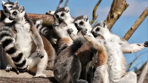 حرکات یوگا بین لمورها + عکس