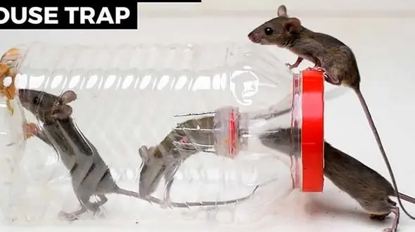 طرز ساخت ساده ترین تله موش / فیلم