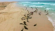 مرگ غم انگیز دلفین ها به دست ماهیگیران !