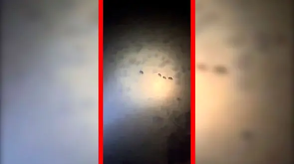 فیلم مشاهده چهار قلاده خرس قهوه‌ای در ارتفاعات فیروزکوه