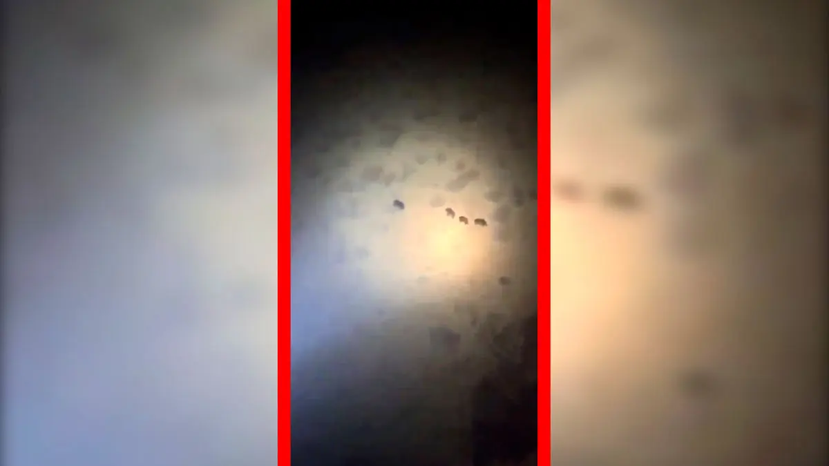 فیلم مشاهده چهار قلاده خرس قهوه‌ای در ارتفاعات فیروزکوه