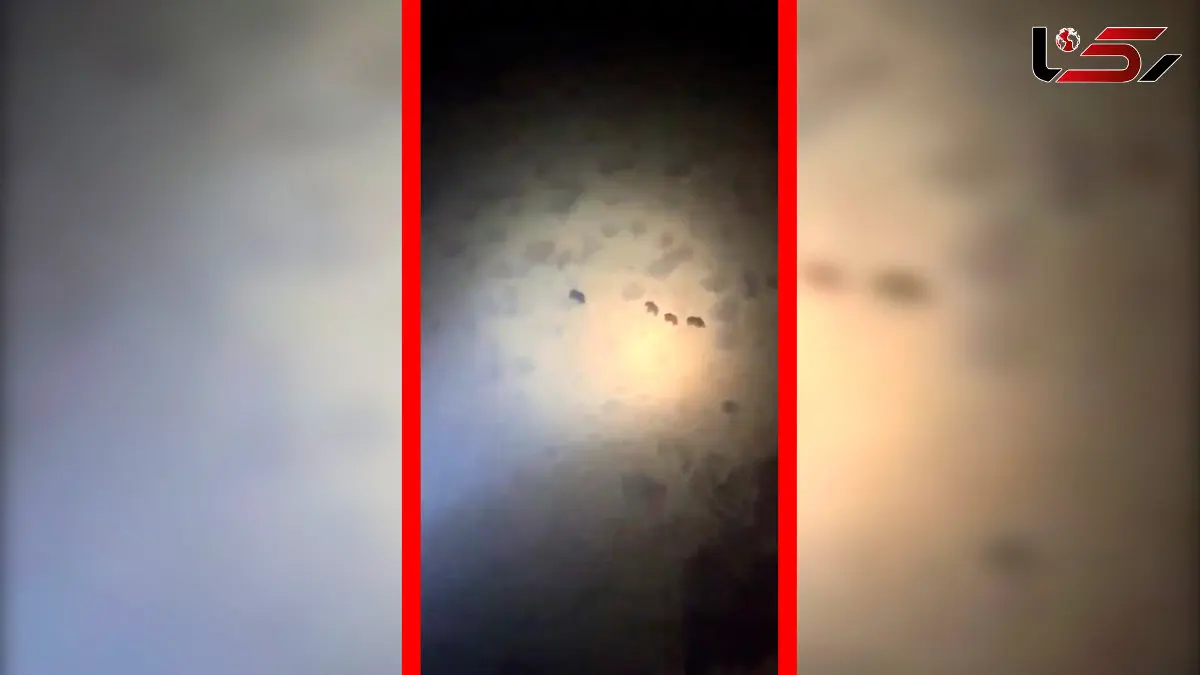 فیلم مشاهده چهار قلاده خرس قهوه‌ای در ارتفاعات فیروزکوه