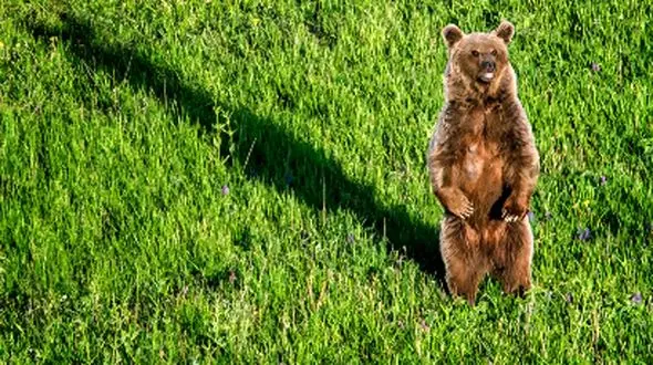 تراژدی در هفت‌خال / خرس تیرخورده جان باخت