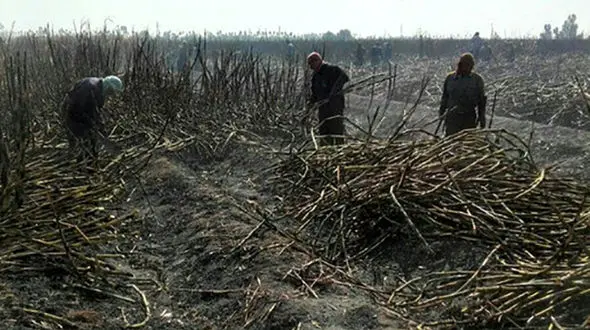 کارگران هفت تپه: هنوز به وضعیت همکاران تعدیلی‌مان رسیدگی نشده است