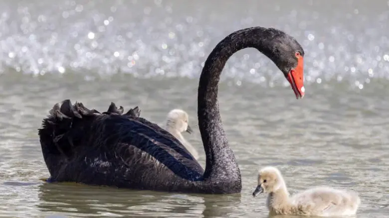 فیلم نجات جوجه قوی سیاه از نخ ماهیگیری / وقتی قوی مادر از انسان‌ها کمک خواست