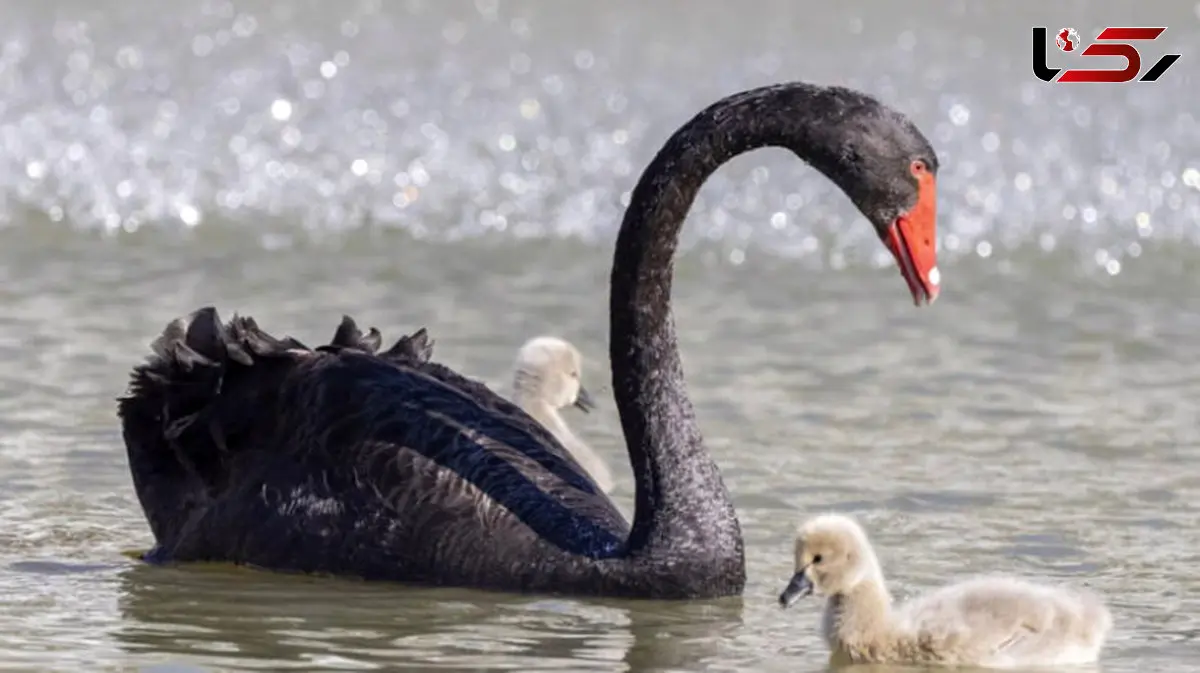 فیلم نجات جوجه قوی سیاه از نخ ماهیگیری /  وقتی قوی مادر از انسان‌ها کمک خواست 