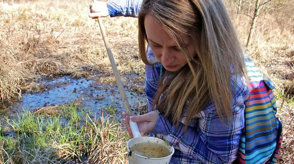 تصویر اجساد پشه های کشته شده توسط دختر جوان خبرساز شد ! + عکس