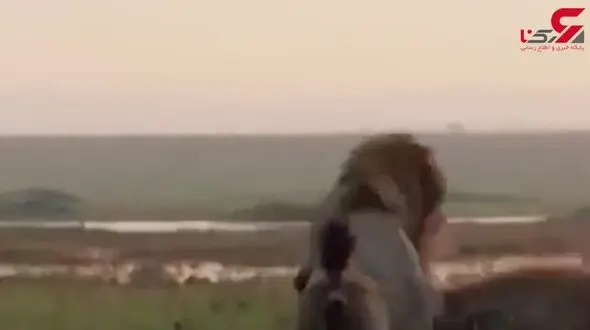 نبرد شجاعانه ی سلطان جنگل با ۲۰ کفتار +فیلم 