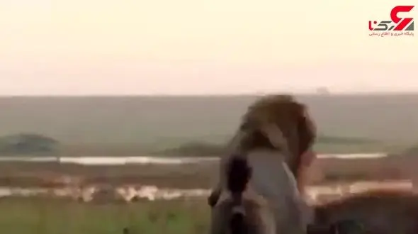 نبرد شجاعانه ی سلطان جنگل با ۲۰ کفتار +فیلم 