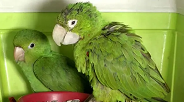 ساخت نوک مصنوعی برای طوطی آسیب دیده+فیلم