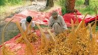 نحوه برداشت و خشک کردن خرما در عمان + فیلم