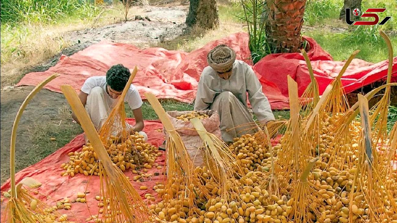 نحوه برداشت و خشک کردن خرما در عمان + فیلم