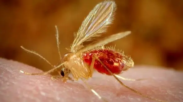 خوزستان جزو پنج استان پرشیوع بیماری سالک