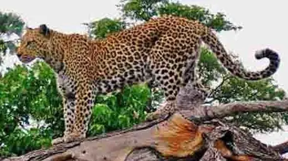 واردات پلنگ ایرانی از لیسبون! 