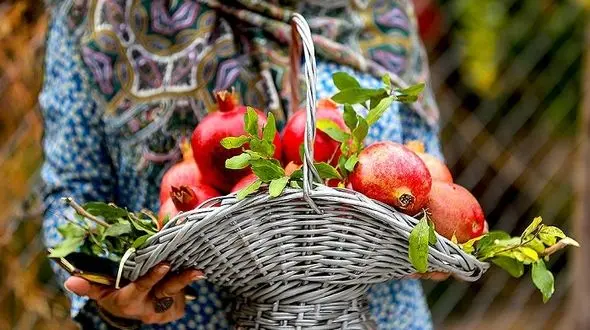 میوه ای به جای دارو برای درمان سرطان های کشنده