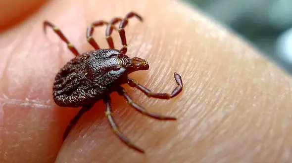 10 هشدار مهم برای پیشگیری از تب کریمه کنگو 