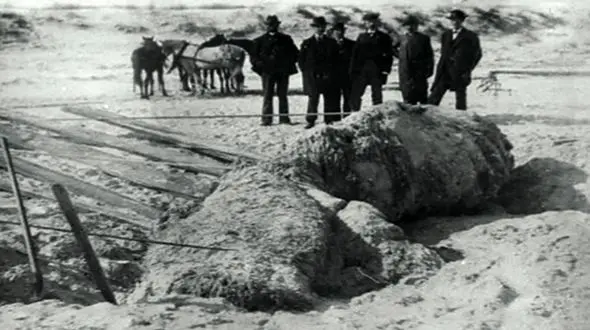 وقتی اقیانوس خشمگین می‌ شود؛ هیولاهایی که شبانه به ساحل می‌ آیند