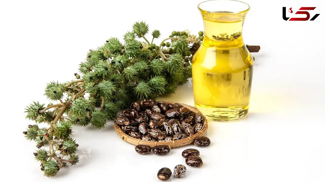 روغن معجزه‌ گری که سنگ کلیه را نابود می‌ کند! + راهنمای استفاده