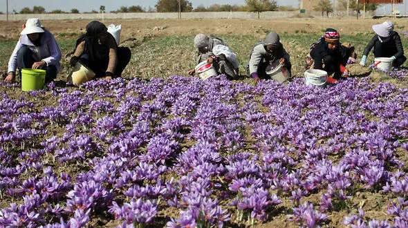 برداشت زعفران در خراسان جنوبی + فیلم