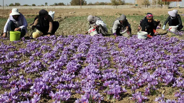 برداشت زعفران در خراسان جنوبی + فیلم