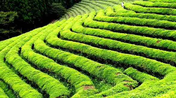 از مزارع چای فومن تا باران سمی در هرمزگان