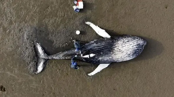 مرگ 65 نهنگ خلبان در سواحل الجزایر