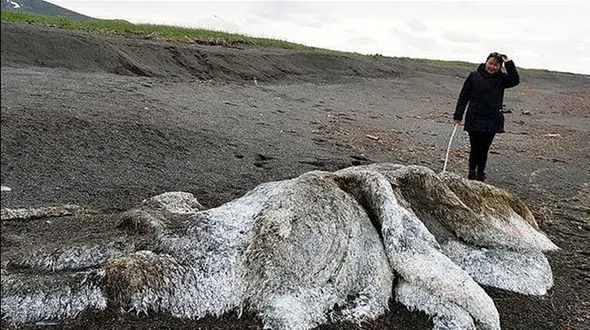 کشف لاشه ماموت بدبو و پشمالو در روسیه+عکس