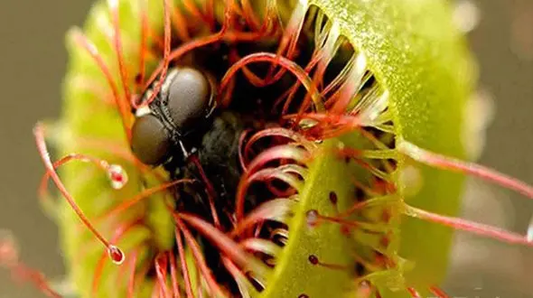 مرگ زنبور توسط گیاه + فیلم