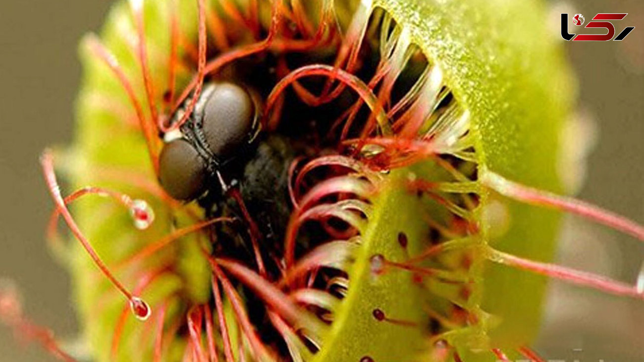 مرگ زنبور توسط گیاه + فیلم