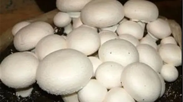 قیمت هر کیلو قارچ در بازار امروز