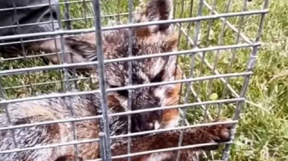 نبرد تن به تن یک پسر با روباه برای نجات جان خواهرش + عکس